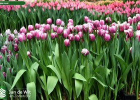 Tulipa Joser ® (1)